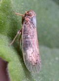 Reptalus sp.